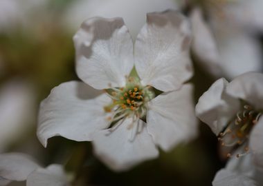 Prunus white flower macro