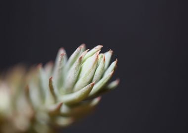 Sedum secculent flower