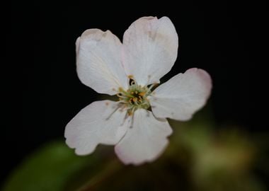 Prunus flower blossoming