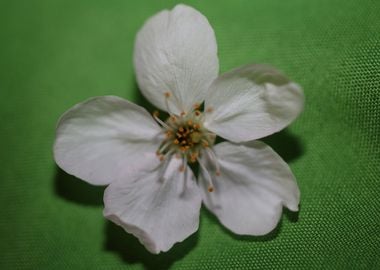 Prunus white flower macro