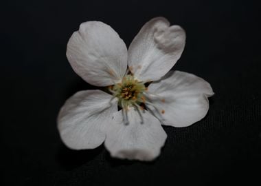 Prunus white flower macro