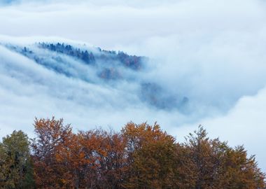 Autumn foggy dawn, Poland