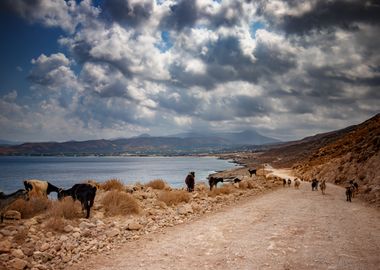 Greece,travel,road,goats