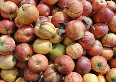 Stack of colored apples