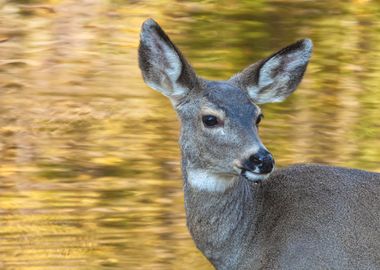 Autumn Deer