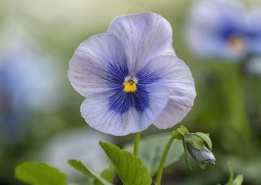 violet in the garden