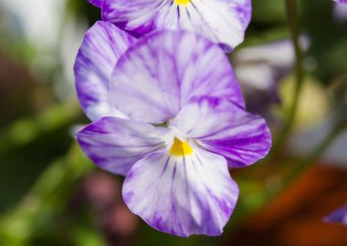 violet in the garden