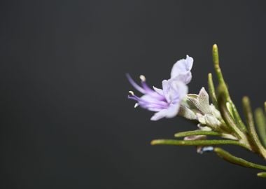 Rosmarinus flower close up