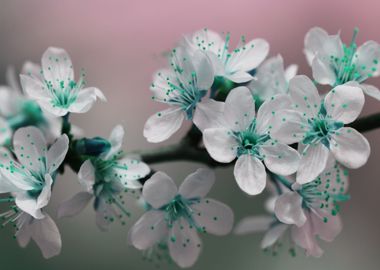 blue white flower face