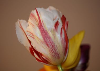 Tulipa flower background