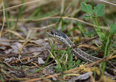 Terrestrial Snake