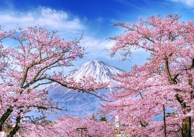 Mt Fuji and Cherry Blossom