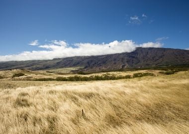 Grasslands