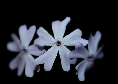 Phlox flower Polemoniaceae