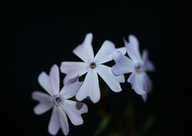 Phlox flower Polemoniaceae