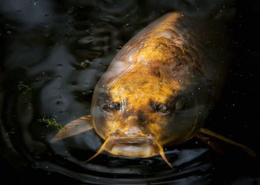 Human side of fish 