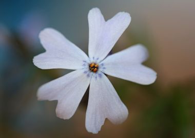 Flower blossoming close up