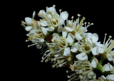 Prunus lusitanica flowers