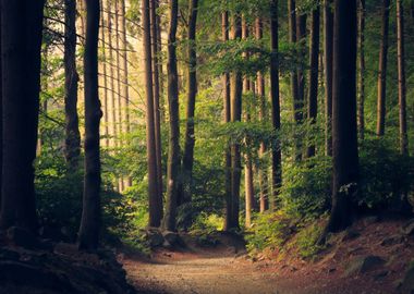 Forest Trees Nature