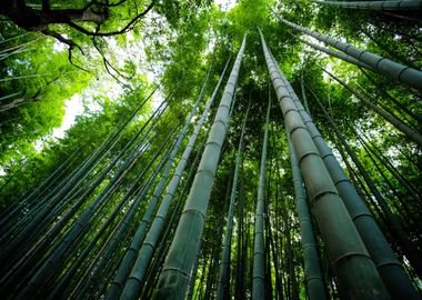 Bamboos Trees in Forest