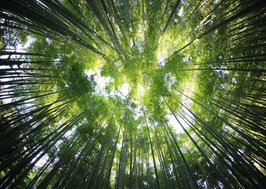 Bamboos leaves Tree Forest