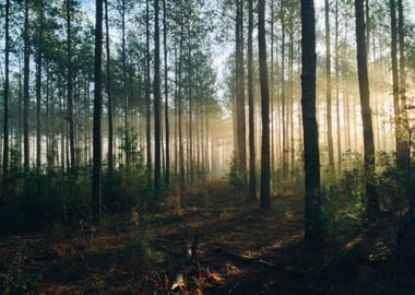 Forest Trees at daylight