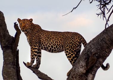 Leopard Animal at Tree