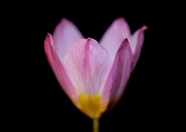 Crocus vernus flower macro