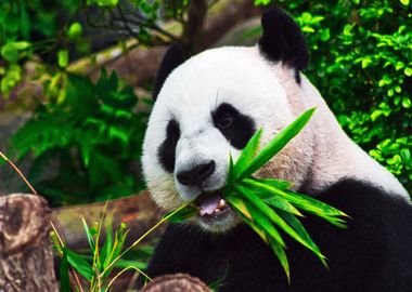 Panda Bear with Leaf