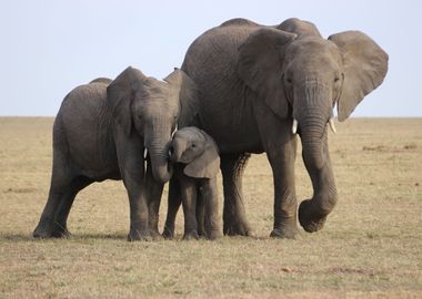 Elephants Family