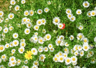 Daisy Flower