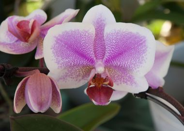 orchid in the garden