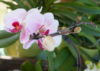 orchid in the garden