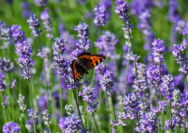 Lavender Flowers          