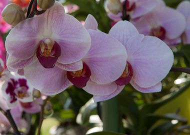 orchid in the garden