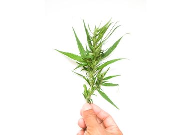 hand hold cannabis branch