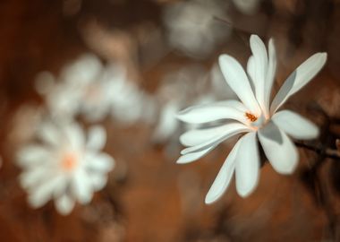 White magnolia flower