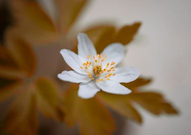 Anemone,white macro flower