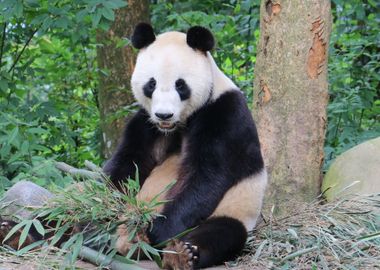 Panda Bear in the Forest