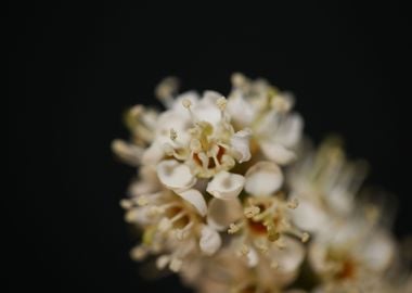 Prunus flowering close up