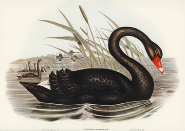 Black Swan Artwotk