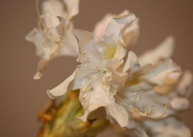 Rhododendron white floral