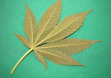 Marihuana leaf wall poster