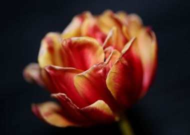 Tulip flowering close up