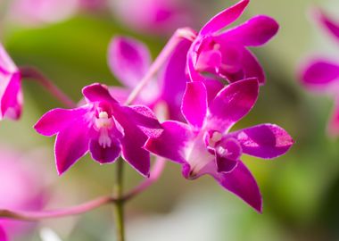 orchid in the garden