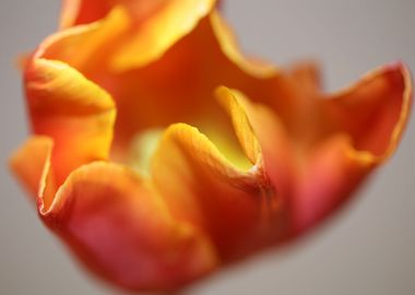 Tulip flowering close up