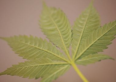 Marihuana green leaf macro