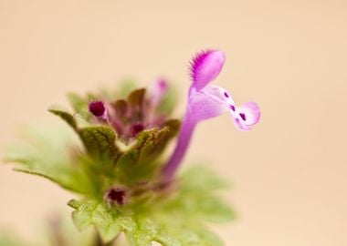 Henbit flower closeup