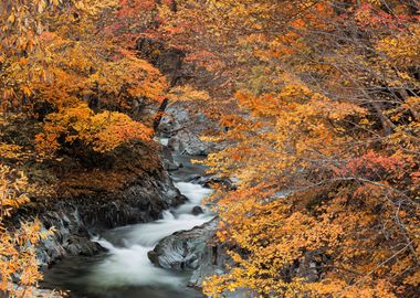 A stream full of autumn