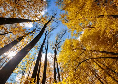 Autumn forest, sunlight